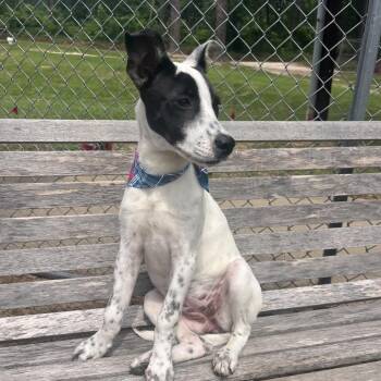 Terrier Dogs Available for Adoption in Palestine, Texas - Dottie | PetCurious