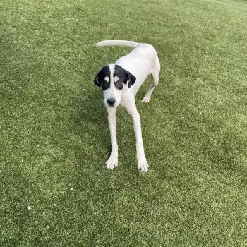 Rescue Coonhound Dogs for Adoption in Hannibal, Missouri - Pretzel | PetCurious