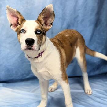 Anatolian Shepherd and Catahoula Leopard Dog Dogs Available for Adoption in Buchanan Dam, Texas - Trophy | PetCurious