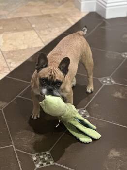 Tiger -  Pug Dog for Adoption in Los Angeles, California - Tiger | PetCurious