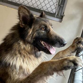 Alexander* -  German Shepherd Dog Dog for Adoption in San Gabriel, California - Alexander* | PetCurious