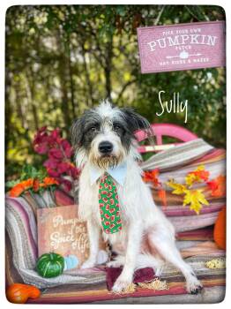 Sully -  Petit Basset Griffon Vendeen Dog for Adoption in Sebring, Florida - Sully | PetCurious