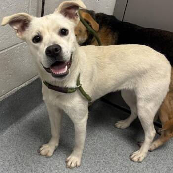 DUSTY -  German Shepherd Dog and Mixed Breed Dog for Adoption in Indianapolis, Indiana - DUSTY | PetCurious