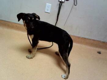 German Shepherd Dog and Mixed Breed Dogs Available for Adoption in Martinez, California - STAR | PetCurious