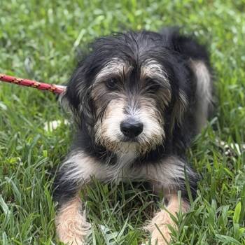 BELLA -  Schnauzer Dog for Adoption in Locust Fork, Alabama - BELLA | PetCurious