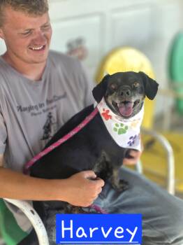 Harvey -  Dachshund Dog for Adoption in Walthill, Nebraska - Harvey | PetCurious