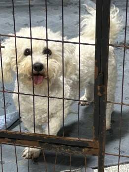 RILEY -  Bichon Frise Dog for Adoption in Rossford, Ohio - RILEY | PetCurious
