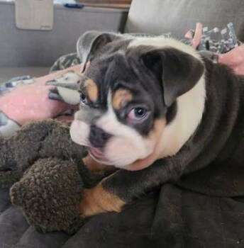 Rescue English Bulldog Dogs for Adoption in Bonney Lake, Washington - RAFAEL BUSTER | PetCurious