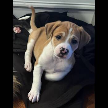Beagle Dogs Available for Adoption - Dallas | PetCurious
