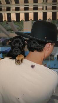 LITTER of 8 - Puppy 6 -  Rottweiler Dog for Adoption in North Miami Beach, Florida - LITTER Of 8 - Puppy 6 | PetCurious