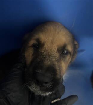 BUBBLES -  Mixed Breed Dog for Adoption in Dallas, Texas - BUBBLES | PetCurious