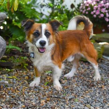 Rescue Spaniel and Corgi Dogs for Adoption in Wake Forest, North Carolina - Ray | PetCurious