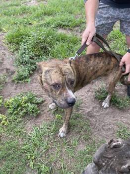 FURRNANDO -  Mixed Breed Dog for Adoption in Palmetto, Florida - FURRNANDO | PetCurious