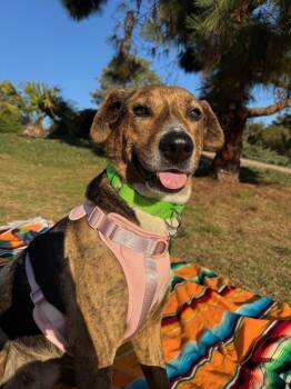 Rescue Mixed Breed Dogs for Adoption in San Diego, California - Mandy 2 | PetCurious