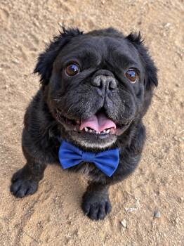 Sherman -  French Bulldog Dog for Adoption in Perris, California - Sherman | PetCurious