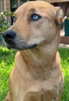 Carly -  Mixed Breed Dog for Adoption in Dallas, Texas - Carly | PetCurious