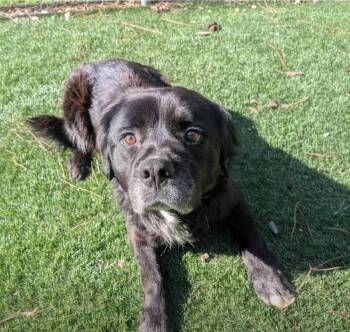 Labrador Retriever and Cocker Spaniel Dogs Available for Adoption in Youngsville, North Carolina - Kirby | PetCurious