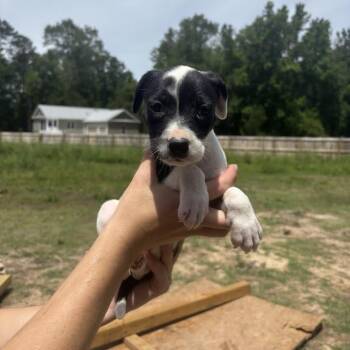 Labrador Retriever and None Dogs Available for Adoption in North Charleston, South Carolina - Algae | PetCurious