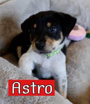 Astro -  Australian Cattle Dog Blue Heeler Dog for Adoption in Fort Worth, Texas - Astro | PetCurious