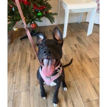 Rescue Mixed Breed Dogs for Adoption in Clearwater, Florida - Rowan | PetCurious