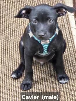 Cavier -  Chihuahua Dog for Adoption in Cape Coral, Florida - Cavier | PetCurious