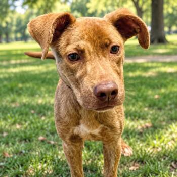 Dover -  Pit Bull Terrier Dog for Adoption in Roswell, Georgia - Dover | PetCurious