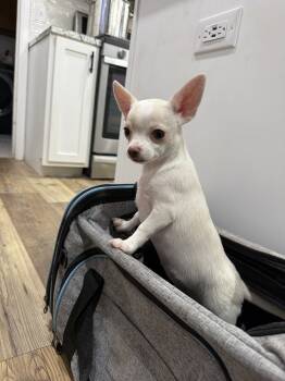 Cotton -  Chihuahua Dog for Sale in Cabool, Missouri - Cotton | PetCurious