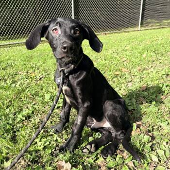 Magic -  Black Labrador Retriever Dog for Adoption in White Oak, Pennsylvania - Magic | PetCurious