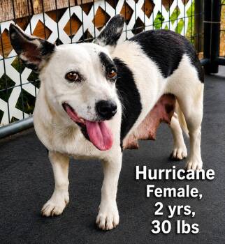Hurricane -  Corgi and Jack Russell Terrier Dog for Adoption in Carmel Hamlet, New York - Hurricane | PetCurious