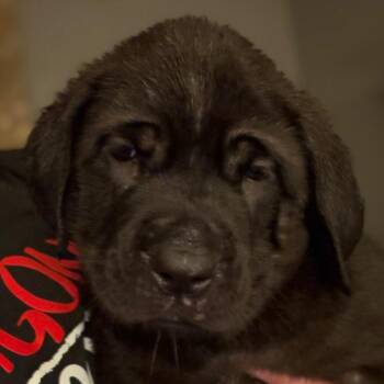 Reba - Purple -  Cane Corso Dog for Adoption in Greenfield, Indiana - Reba - Purple | PetCurious