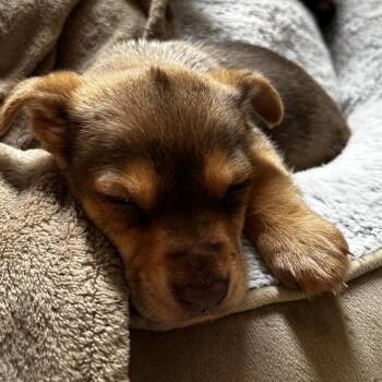 Mixed Breed Dogs Available for Adoption - Gouda | PetCurious