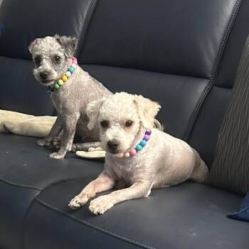 Laverne -  Maltese and Miniature Poodle Dog for Adoption in San Antonio, Texas - Laverne | PetCurious