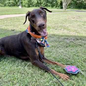 Rescue Doberman Pinscher Dogs for Adoption in Angleton, Texas - Rugby | PetCurious