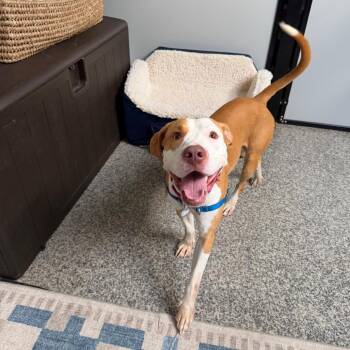 Cooper -  Mixed Breed Dog for Adoption in Falls Church, Virginia - Cooper | PetCurious