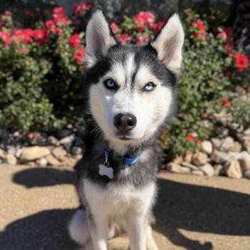 Balto -  Husky Dog for Adoption in Chesapeake, Virginia - Balto | PetCurious