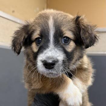 Shepherd Dogs Available for Adoption in Palm Springs, California - Layla | PetCurious