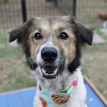 Border Collie Dogs Available for Adoption in San Antonio, Texas - OTTO | PetCurious