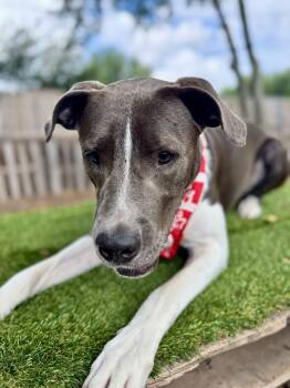 Diesel -  Pit Bull Terrier and German Shepherd Dog Dog for Adoption in Austin, Texas - Diesel | PetCurious