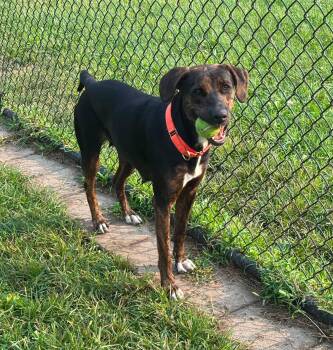 Lovey -  Coonhound and Great Dane Dog for Adoption in Whitestown, Indiana - Lovey | PetCurious