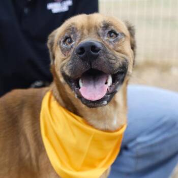 Boxer Dogs Available for Adoption - ZEUS | PetCurious