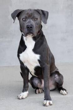 Summit -  Mixed Breed Dog Available for Adoption in Longmont, Colorado - Summit | PetCurious