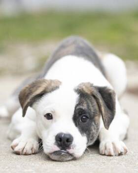 Mixed Breed Dogs Available for Adoption - Oakley | PetCurious