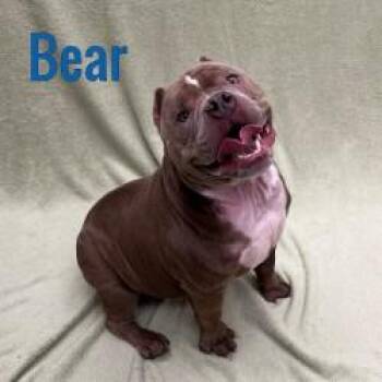 Rescue American Bully Dogs for Adoption in Pleasantville, New Jersey - Bear | PetCurious