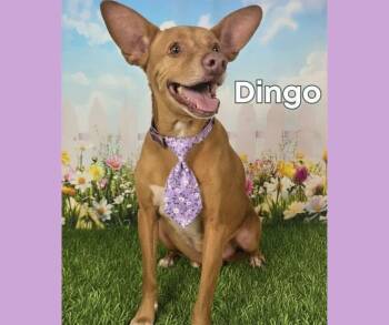 Terrier Dogs Available for Adoption in Houston, Texas - Dingo | PetCurious