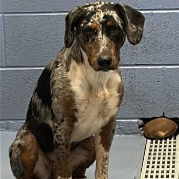 Lula -  Mixed Breed Dog for Adoption in Gadsden, Alabama - Lula | PetCurious