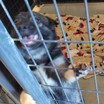Togo -  Mixed Breed Dog for Adoption in Leander, Texas - Togo | PetCurious