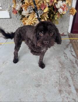 Shamrock -  Cockapoo Dog for Adoption in Brooksville, Florida - Shamrock | PetCurious