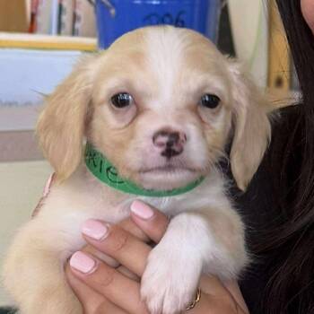 Mixed Breed Dogs Available for Adoption - Pookie OS NV PDR | PetCurious