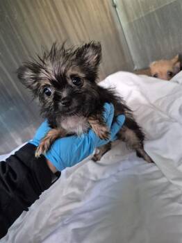 PINGA -  Terrier Dog for Adoption in San Antonio, Texas - PINGA | PetCurious
