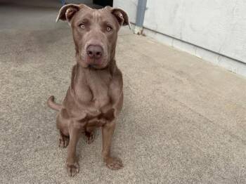 GOOBER -  Labrador Retriever and Mixed Breed Dog for Adoption in Santa Rosa, California - GOOBER | PetCurious